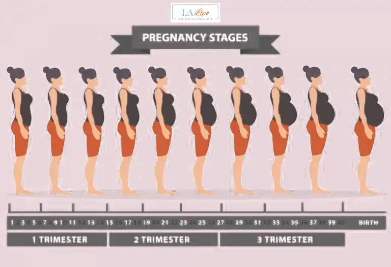 First Trimester (Weeks 1–12): Early Changes You Might Not Notice Crawley
